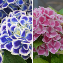 Hydrangea Plant Bavaria Garden Hardy Shrub Flowering Pink or Blue Plants Easy to Grow Your Own 2X 10.5cm Pot by Thompson and Morgan.