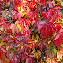 Virginia Creeper Climbing Plant Easy to Grow Climber Fully Hardy and Fast Growing, Suitable for Beginners 1 x Parthenocissus Quinquefolia in a 1.7