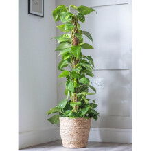 Epipremnum aureum - Ceylon Creeper - Lush Climbing House Plant with Luxurious Golden Streaks ? 1 x 12cm Pot by Thompson & Morgan