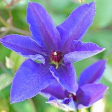 Clematis 'The President' - Hardy Flowering Shrub with Large Velvety-Purple Blooms - Free Flowering Variety, RHS Award of Garden Merit, Ideal for