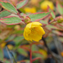 Hypericum x moserianum 'Tricolor' Hardy Shrub with Variegated Pink Green Cream Foliage Yellow Summer Flowers Ideal Ground Cover for Borders and Shade