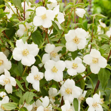 Philadelphus ?Petite Perfume White? ? Compact Fragrant Mock Orange Shrub for Gardens & Containers 9cm Pot x2 by Thompson & Morgan