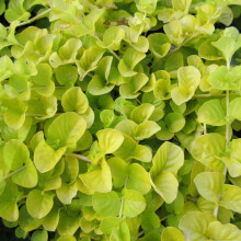Lysimachia nummularia ?Aurea? ? Golden Creeping Jenny Ground Cover Plant | RHS AGM | Hardy Trailing Perennial for Pond Edges | Yellow Flowers | Low