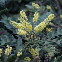 Mahonia Japonica 'Hivernant' Evergreen Shrub with Spiky Foliage, Fragrant Yellow Winter Flowers & Summer Berries ? Hardy Garden Plant ? 9cm Pot x1 by