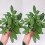 2 x Large Sage Plants - Herb Plants in 14cm Pots 1