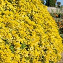 1 x Choisya Sundance in 9cm Pot - Mexican Orange Blossom - Evergreen Aromatic Shrub