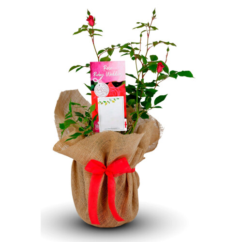 Ruby Wedding Gift Rose - 40th Wedding Anniversary Plant - Gift Wrapped with Our Huge Gift Bow