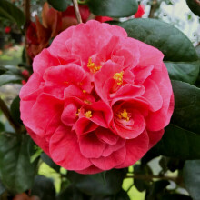 Carbeth Plants - Camellia Japonica 2 x Lady Campbell in 9cm Pots - Red Spring Flowering Hardy Evergreen Shrubs - Ready to Plant Outdoor Garden Plants