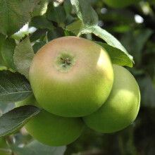 YouGarden Bramley Apple Patio Fruit Tree, Grow Your Own Fruit Tree in Gardens, Supplied as an Established Apple in 5L Pot Tree Ready to Plant Out Grow