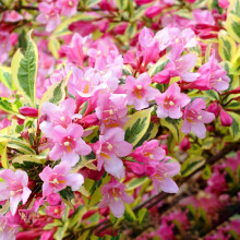 Weigela Magical Rainbow Bushy Variegated Pink Flowering Deciduous Potted Shrub (20-30cm (Incl. Pot))