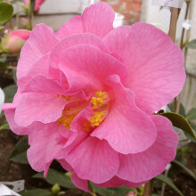Carbeth Plants - Camellia Japonica 2 x Donation in 9cm Pots - Light Pink Spring Flowering Hardy Evergreen Shrubs - Ready to Plant Outdoor Garden