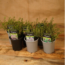 Carbeth Plants 6 Mixed Thyme Plants in 9cm Pots - Includes Culinary Lemon, Creeping & Spicy Varieties - Ideal for Pots, Borders & Herb Gardens