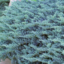 GardenersDream Juniperus Blue Chip Plant - Beautiful Evergreen Outdoor Plant - Dwarf Ornamental Conifer Plants for Gardens, Patios, and Borders - All