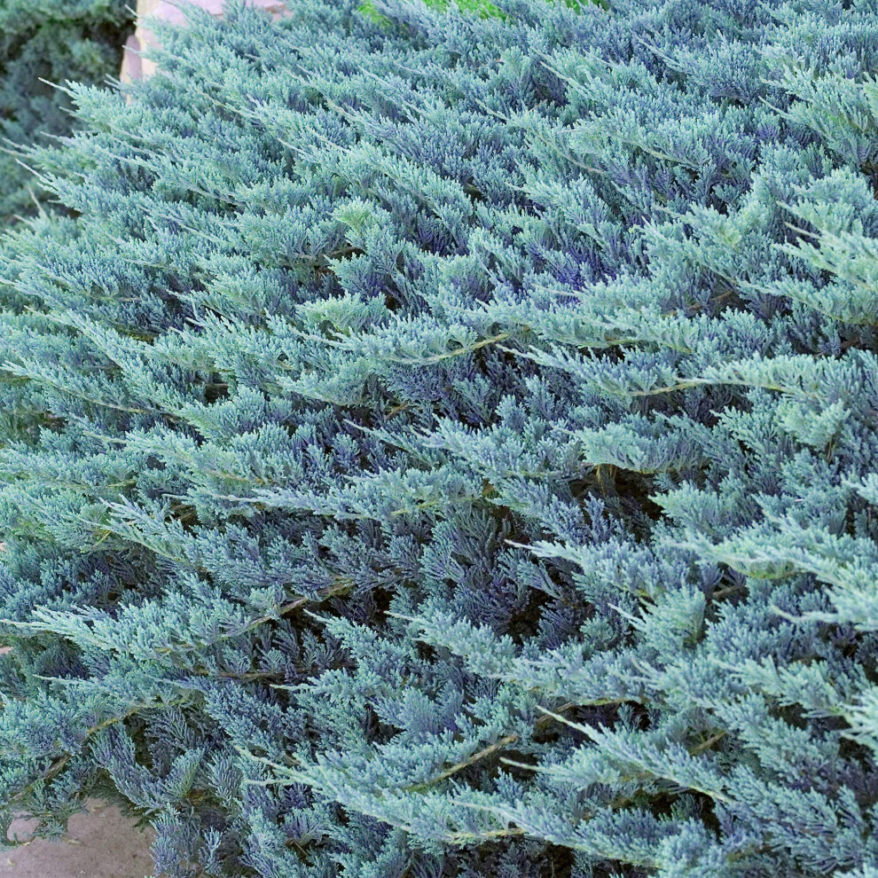 Gardeners Dream Blue Juniperus ' Chip' - 9Cm Pot - Image 2