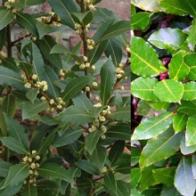 Bay Laurel Plant Herb for Cooking in A 9cm Pot - Laurus nobilis Bay Plant