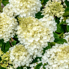 Hydrangea Silver Dollar Upright Flowering Fragrant Deciduous Potted Garden Plant (20-30cm (Incl. Pot))