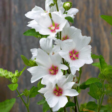 Lavatera Silver Barnsley Tree Mallow Semi-Evergreen Outdoor Garden Shrub Plant (9cm Pot, 20-30cm)