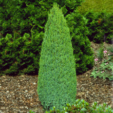 GardenersDream Juniperus communis Compressa Plant - Beautiful Evergreen Outdoor Plants - Dwarf Ornamental Conifer Plants for Gardens, Patios, and
