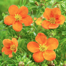 Potentilla Bella Sol - Shrubby Cinquefoil | Deciduous Potted Garden Shrub for Sale (15-30cm Incl. Pot)