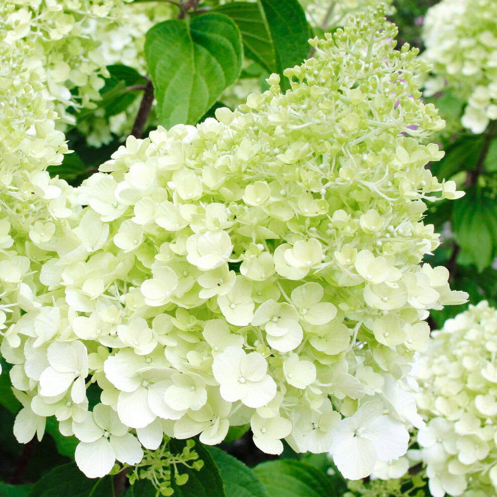 Gardenersdream Hydrangea Paniculata Polar Bear Compact Deciduous Flowering Garden Shrub Plant (20-30Cm (Incl. Pot)) Green/Pink