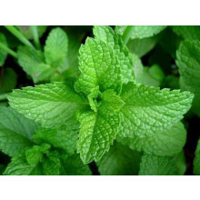Large Mint Herb Plant in 14cm Pot ? Upright, Bushy, Fresh Mint for Cooking, Drinks & Garden Growing ? Easy to Grow Perennial