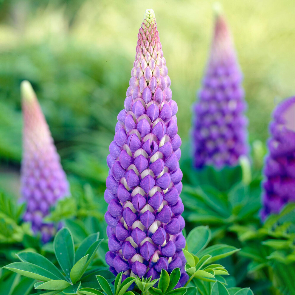 Gardenersdream Lupin Persian Slipper Upright Herbaceous Perennial Flowering Outdoor Shrub (20-30Cm (Incl. Pot)) Blue