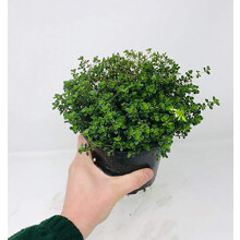 Large Thyme Or Thyme Silver Queen - Lemon Herb Plant in a 14cm Pot - Upright and Bushy Plant