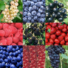 5 x Fruit Mix Collection Inc Fruits Like Currants - Grapes - Raspberries - Strawberries - Blueberries - Gooseberries
