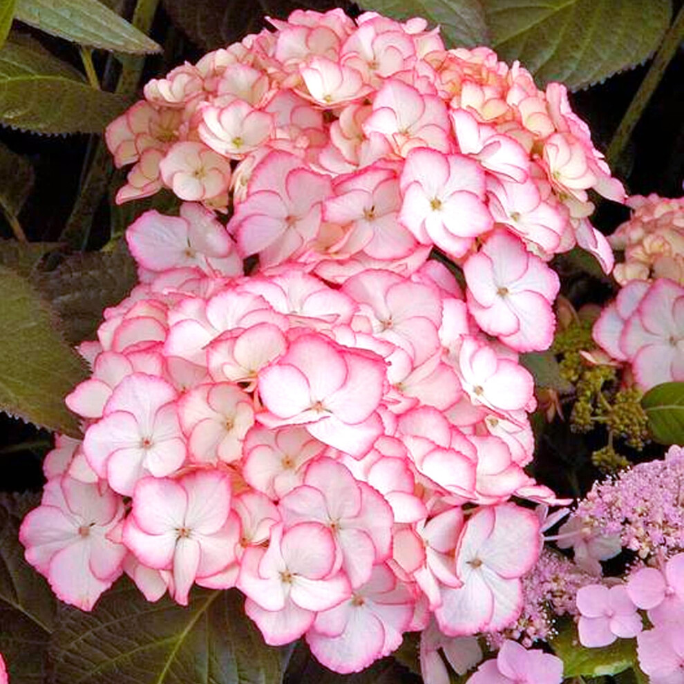 Gardenersdream Mophead Hydrangea Macrophylla Sabrina | Deciduous Potted Garden Shrub For Sale (15-30Cm Incl. Pot)