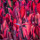 Cornus alba Kesselringii | Deciduous Flowering Shrub | 20-30cm (incl. Pot) 1