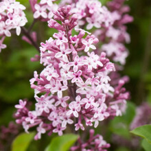 Syringa Palibin - Korean Lilac - Hardy Flowering Outdoor Garden Shrub Plant in Pot (9cm Pot, 15-30cm)