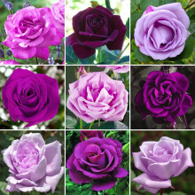Striking Purple/Lilac Potted Rose | Garden Roses with Colourful Summer Flowers