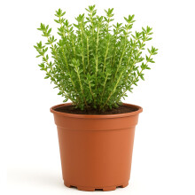 Common Thyme Plant - Grow Your Own Herbs - Tasty Potted Plants Outdoor Garden Ready - Fresh Thyme Herb Plants Ready to Plant (15-20cm Incl. 14cm Pot)