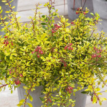 Escallonia Golden Carpet Hardy Flowering Evergreen Outdoor Garden Potted Shrub (20-30cm (Incl. Pot))