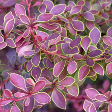 Berberis Golden Ring - Japanese Barberry | Deciduous Potted Garden Shrub (10-30cm Incl. Pot)