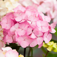 Lacecap Hydrangea serrata Preziosa | Deciduous Potted Garden Shrub for Sale (15-30cm Incl. Pot)