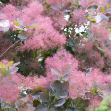 Cotinus Grace - Smoke Bush | Evergreen Potted Bushy Garden Shrub for Sale (15-30cm Incl. Pot)