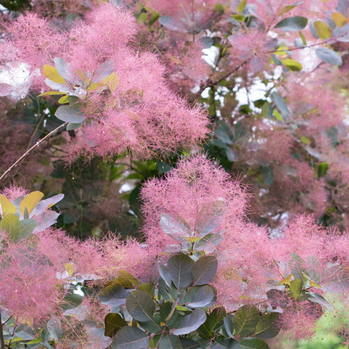 Cotinus Grace - Smoke Bush | Evergreen Potted Bushy Garden Shrub for Sale (15-30cm Incl. Pot)
