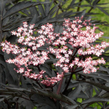 Sambucus Black Tower Elderberry Upright Deciduous Potted Flowering Garden Shrub