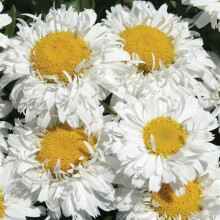 GardenersDream Leucanthemum 'Freak!' Shasta Daisy Plant - Garden Ready Hardy Perennial Plant in Pot - Low Maintenance Flowering Shrub for Gardens,