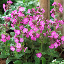 Silene Rollies Favourite | Semi Evergreen Perennial | Outdoor Potted Plant (10-30cm Incl. Pot)