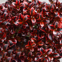 GardenersDream Coprosma Scarlet O'Hara Plant - Outdoor Garden Ready Evergreen Plant - All Year Round Outdoor Plant for Gardens, Borders and Patios -