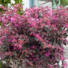 Loropetalum Fire Dance - Chinese Fringe Flower - Evergreen Potted Garden Shrub Plant in Pot (9cm Pot, 15-30cm)