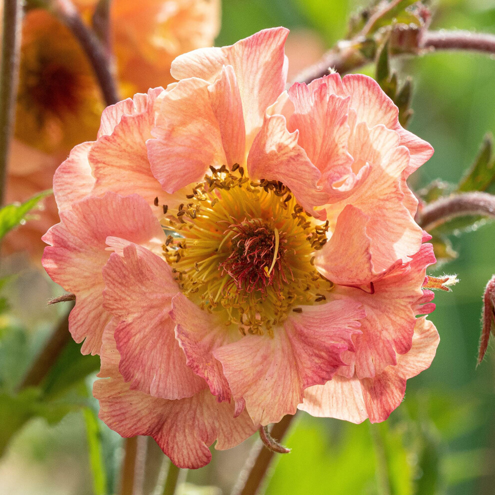 Gardenersdream Geum Mai Tai Avens Colourful Herbaceous Perennial Versatile Outdoor Potted Shrub (10-30Cm Incl. Pot) Green/Red