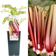 Rhubarb Rheum Victoria | Clump-Forming Perennial Fruit Plant | 30-50cm Potted