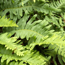 Polypodium Vulgare Common Polypody Evergreen Outdoor Hardy Fern Garden Plant