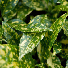Aucuba Marmorata - Japanese Laurel | Evergreen Bushy Potted Garden Shrub (15-30cm Incl. Pot)