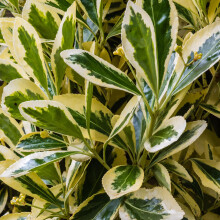 Euonymus japonicus Bravo - Japanese Spindle | Evergreen Potted Garden Shrub (15-30cm Incl. Pot)