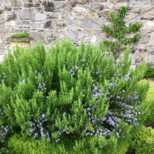 Rosmarinus officinalis 'Roman Beauty' - Hardy Evergreen Culinary Herb Shrub with Aromatic Foliage and Purple Flowers, Supplied in a 9cm Pot x 1,