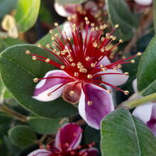 YouGarden Pineapple Guava, ACCA Selloweana, Established Fruit Tree in 3 Litre Pot, Grow Your Own Edible Fruit, for Gardens or Patios, Hardy Feijoa